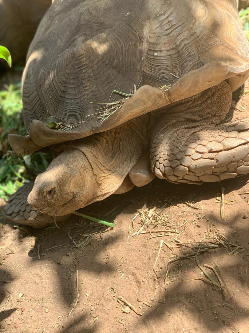 Turtle Conservation and Beach Clean Up